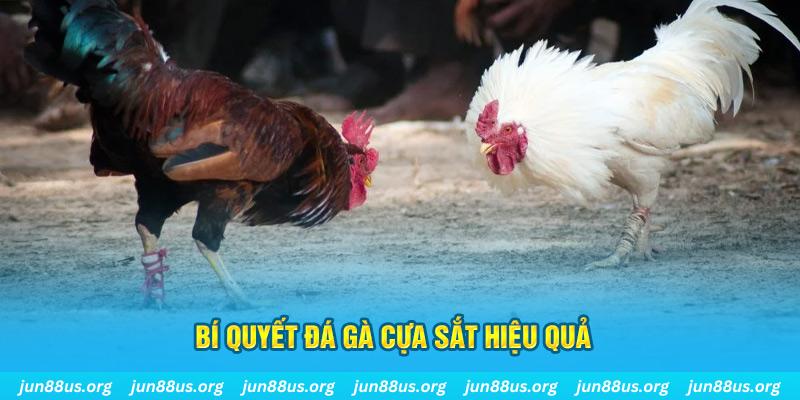kangen k8 đá gà cựa dao
