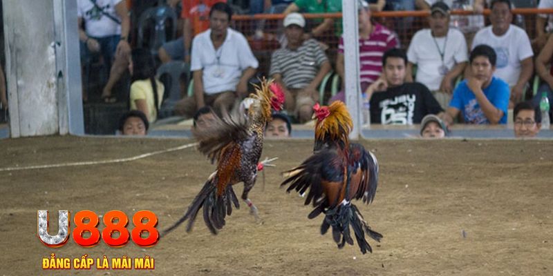 kangen k8 đăng nhập mậu binh online