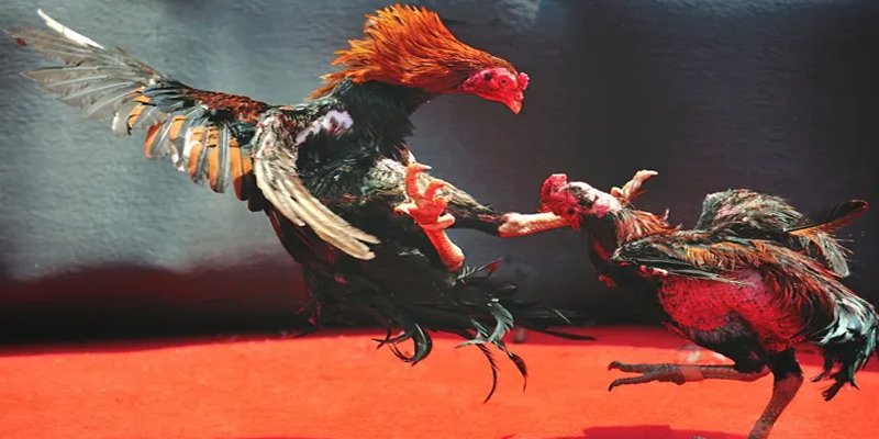 kangen k8 BG Bắn cá