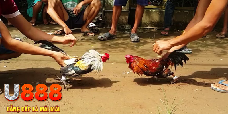 kangen k8 đăng nhập mậu binh rút tiền nhanh