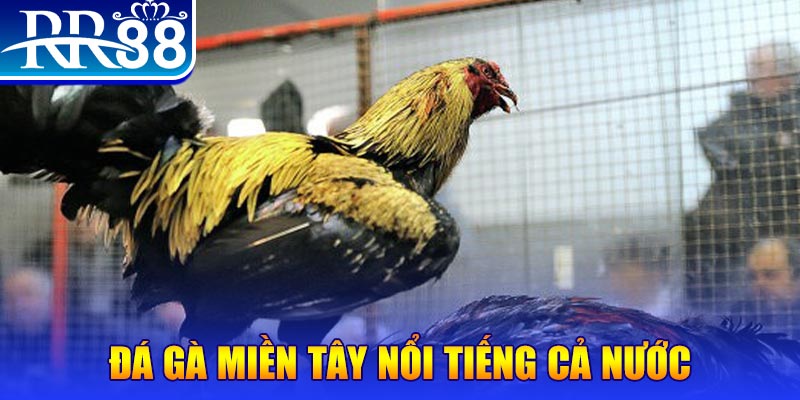 kangen k8 gà chọi c1.com trực tiếp 888