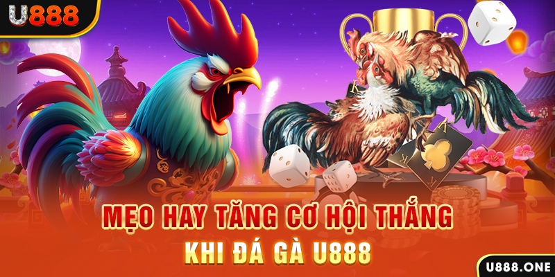 kangen k8 trực tiếp gà chọi c1