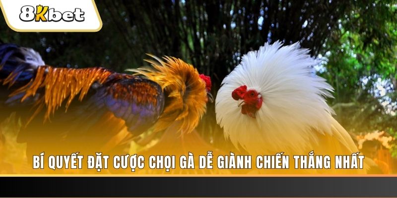kangen k8 Tài Xỉu 2